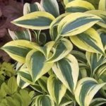 Hosta, Autumn Frost