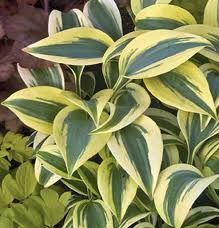 Hosta, Autumn Frost