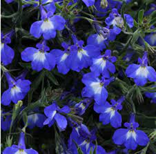 Lobelia Magadi Compact Blue - Campbell's Nursery