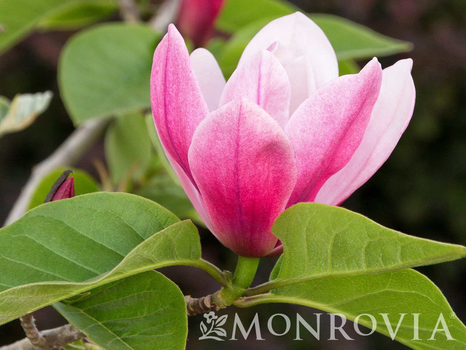 Magnolia, Hybrid Rose Marie