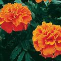 Marigold, Bonanza Deep Orange