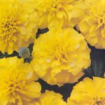 Marigold, Bonanza Yellow