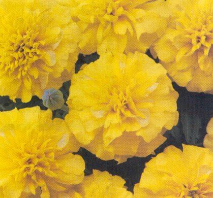 Marigold, Bonanza Yellow