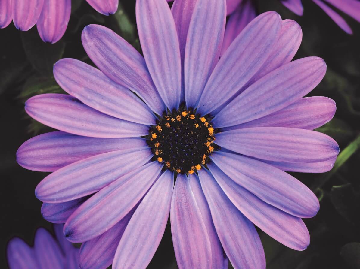 Osteospermum, Zion Denim Blue