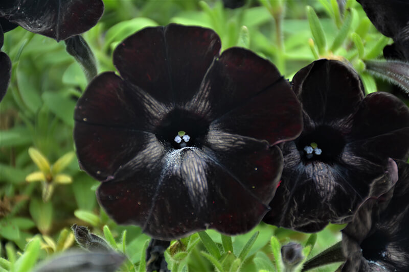 Petunia, Sweetunia Black Satin