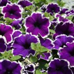 Petunia, Crazytunia Blue Picotee