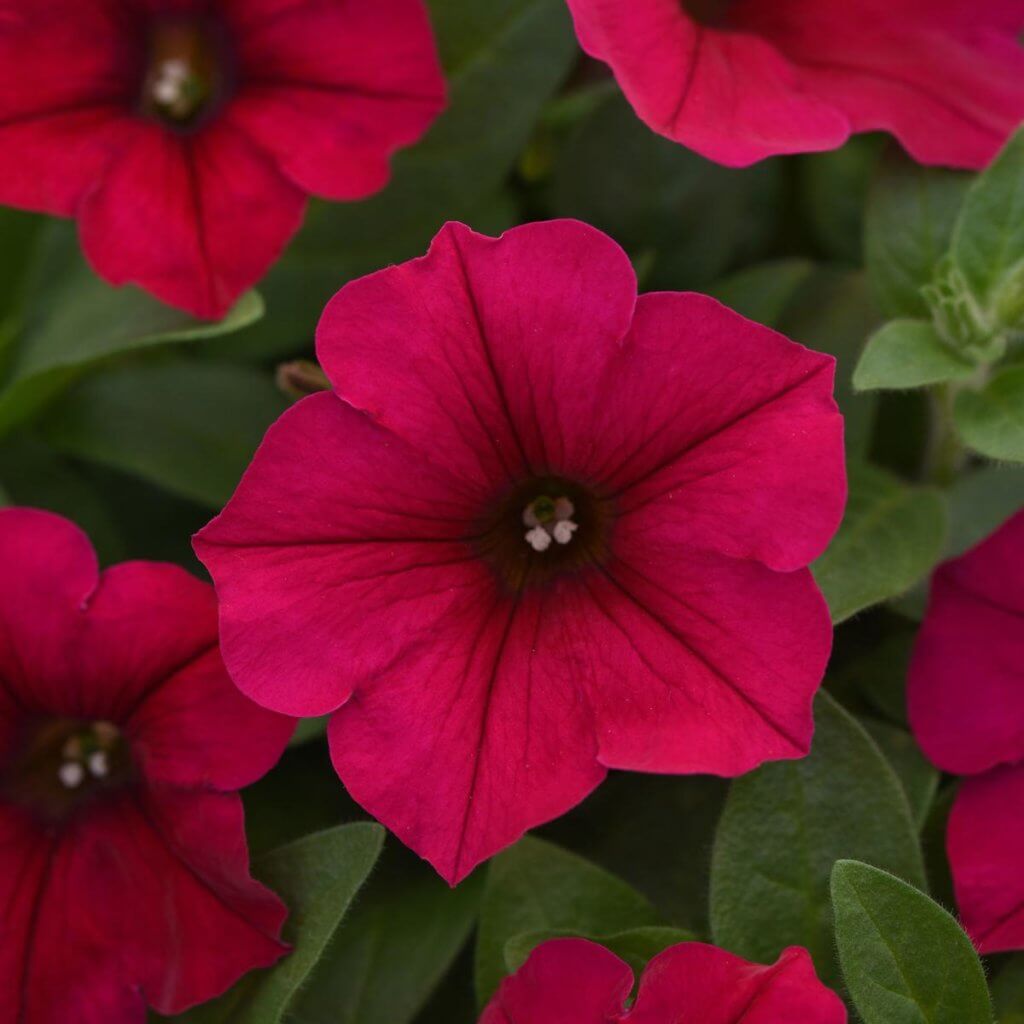 Petunia, Durabloom Red Campbell's Nursery