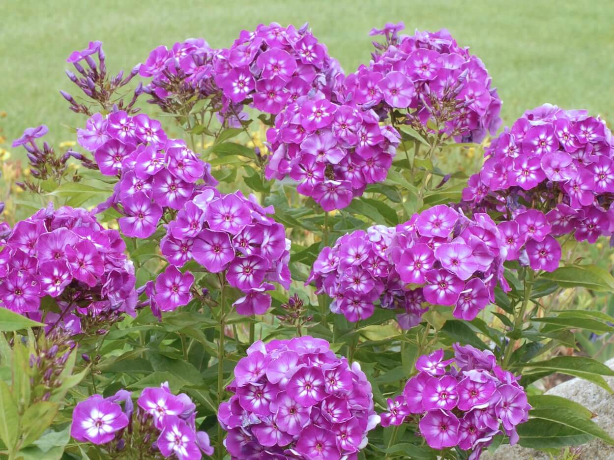 Phlox, Laura