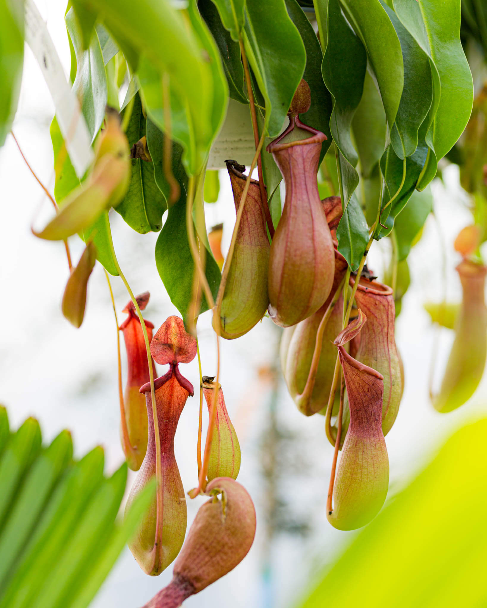 Carniʋorous, Pitcher Plant - CaмpƄell's Nursery