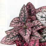 Hypoestes, Pink Splash