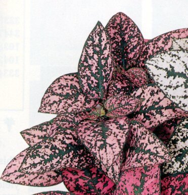 Hypoestes, Pink Splash