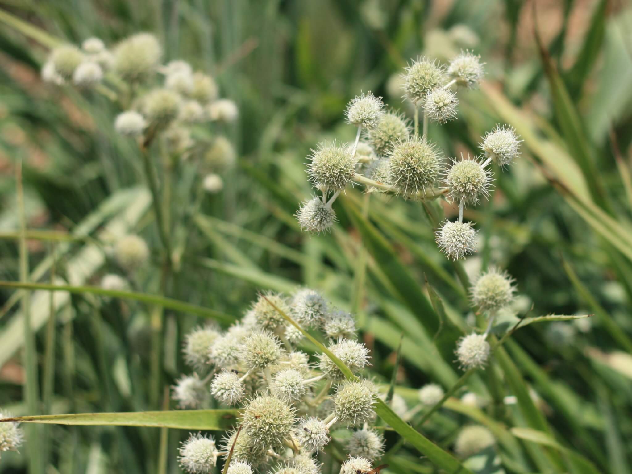 Rattlesnake Master