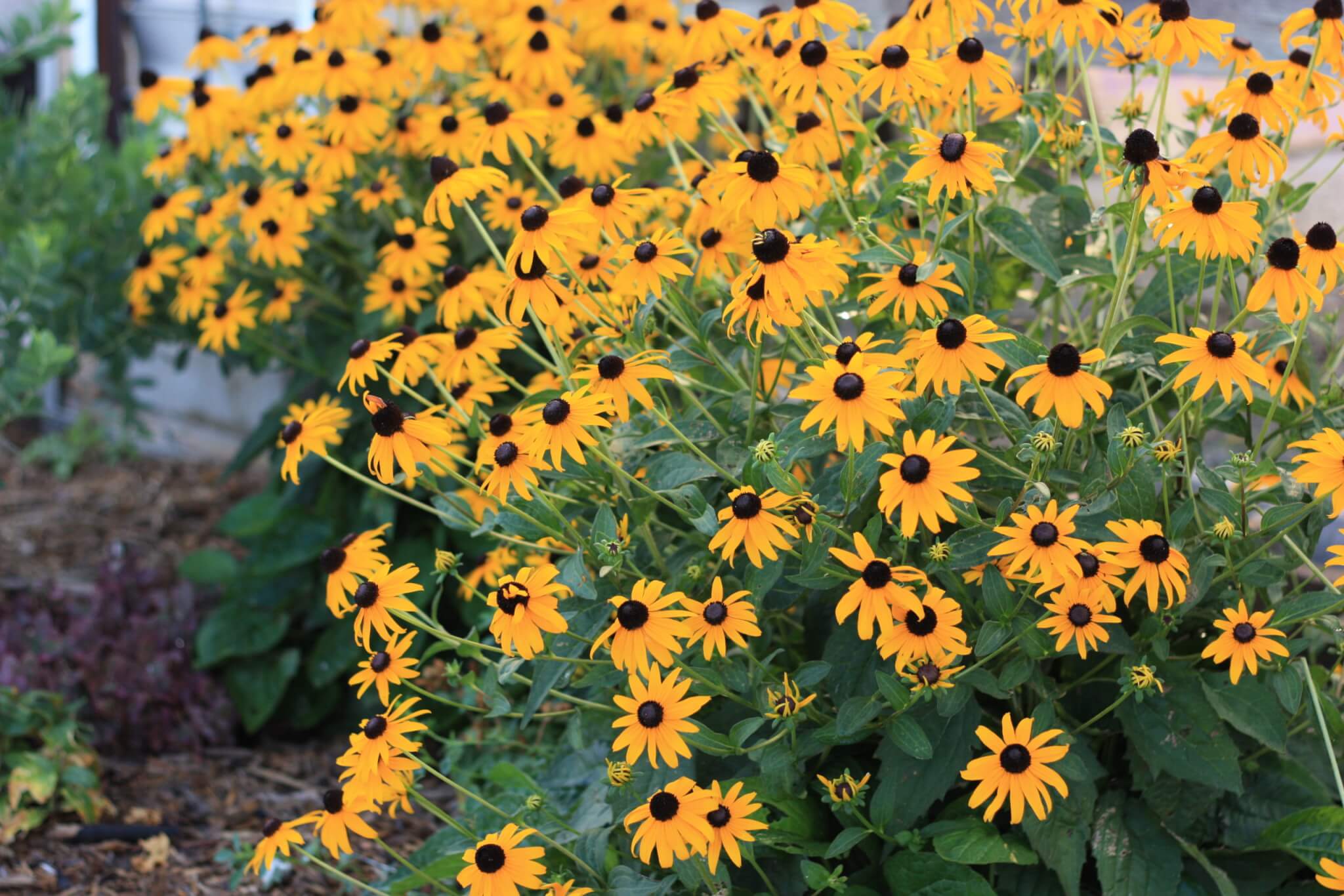 Rudbeckia, Goldsturm