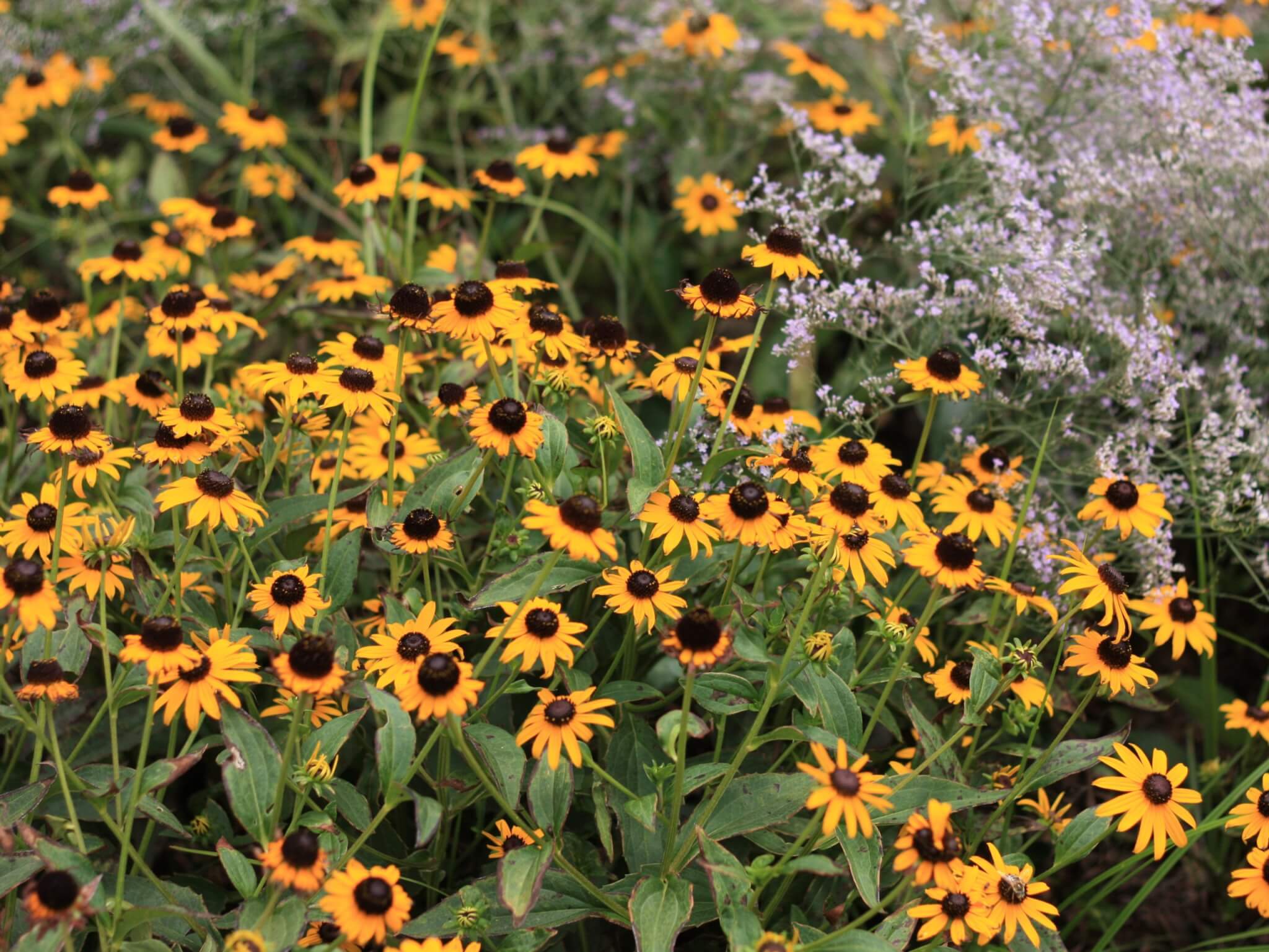 Rudbeckia, Little Goldstar