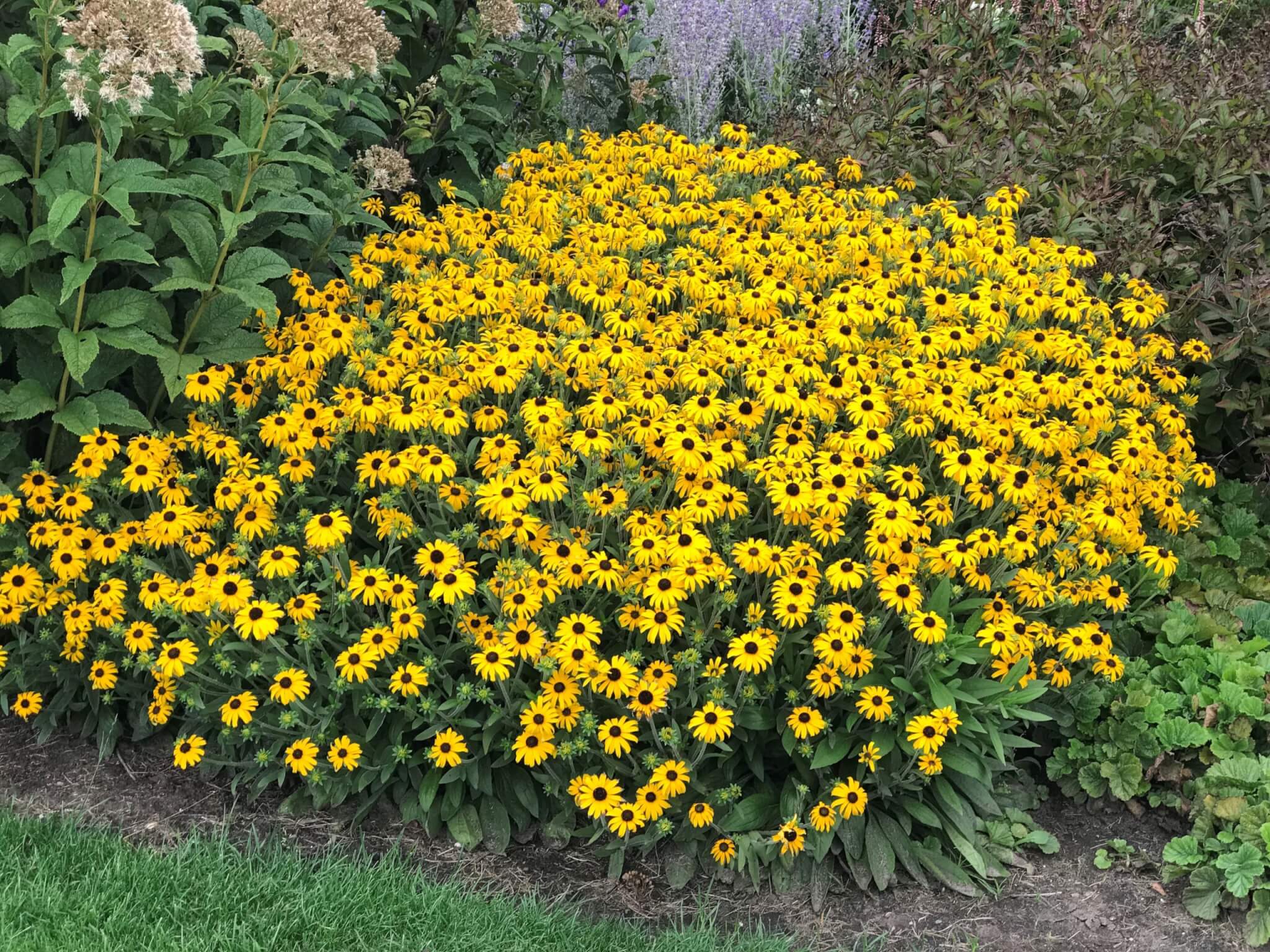 Rudbeckia, American Gold Rush