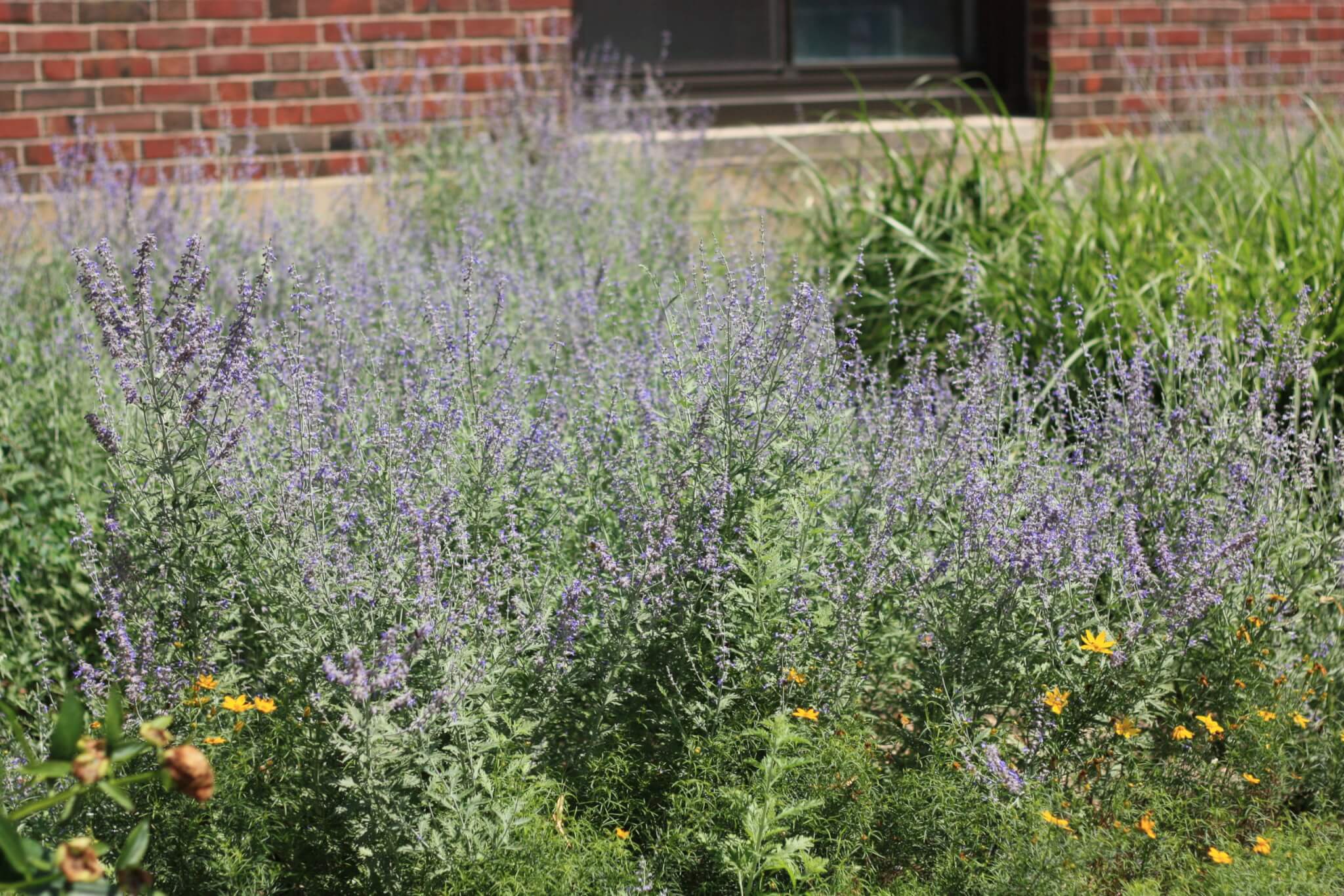 Russian Sage, Little Spire