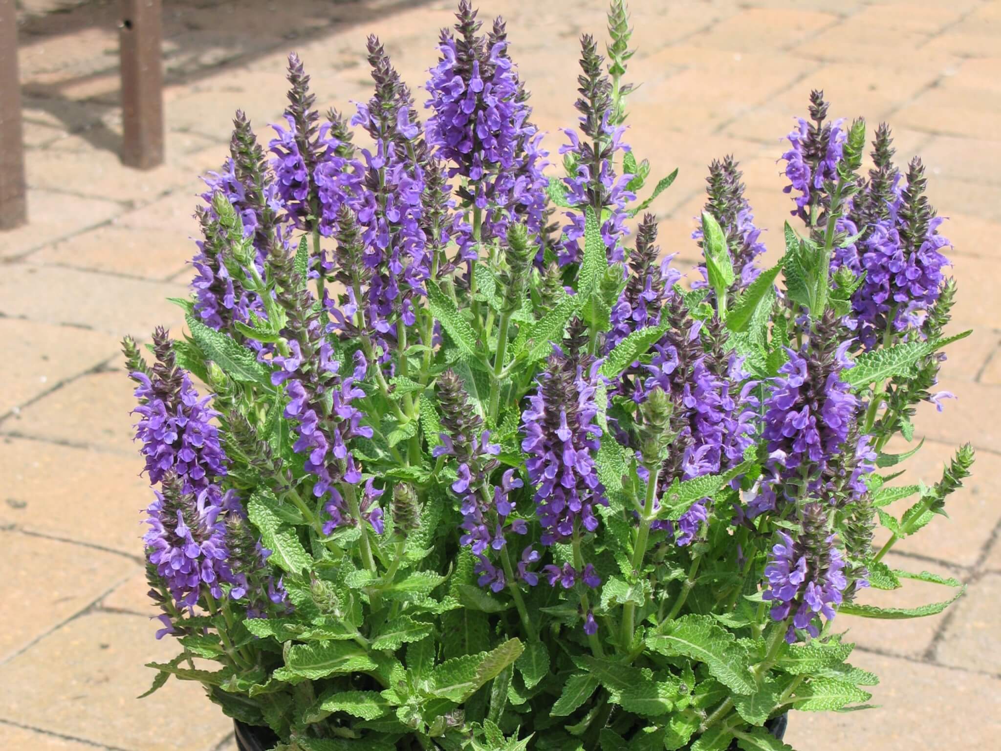 Salvia Marcus Campbell s Nursery Salvia Marcus Campbell s Nursery