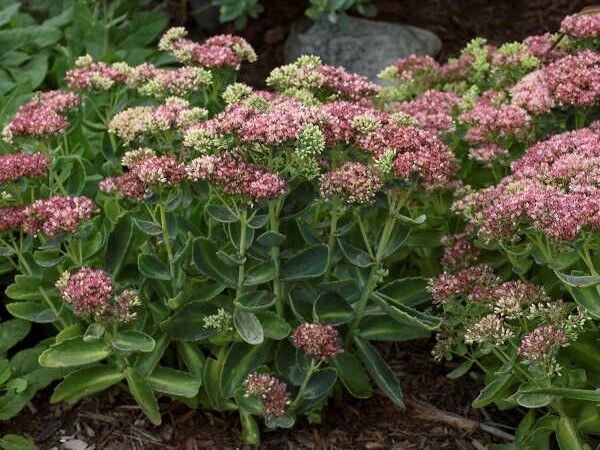 Sedum, Autumn Delight