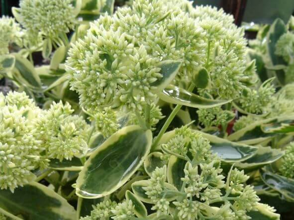 Sedum, Autumn Charm