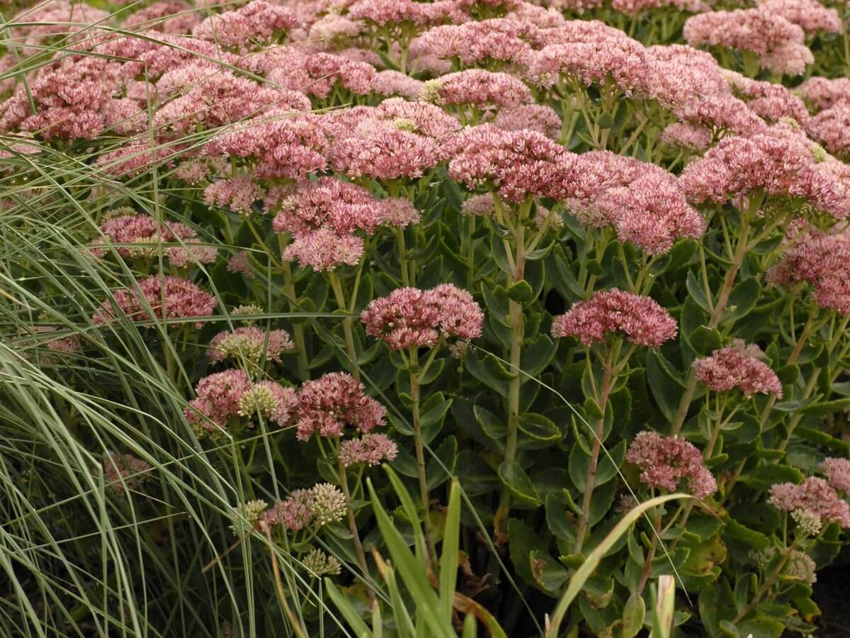 Sedum, Autumn Fire