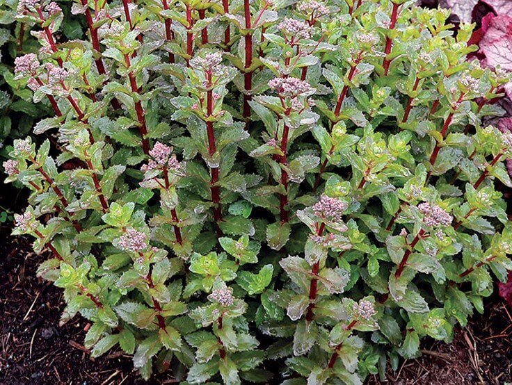 Sedum, Double Martini