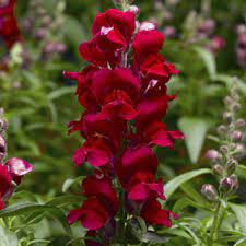 Snapdragon, Snaptastic Red