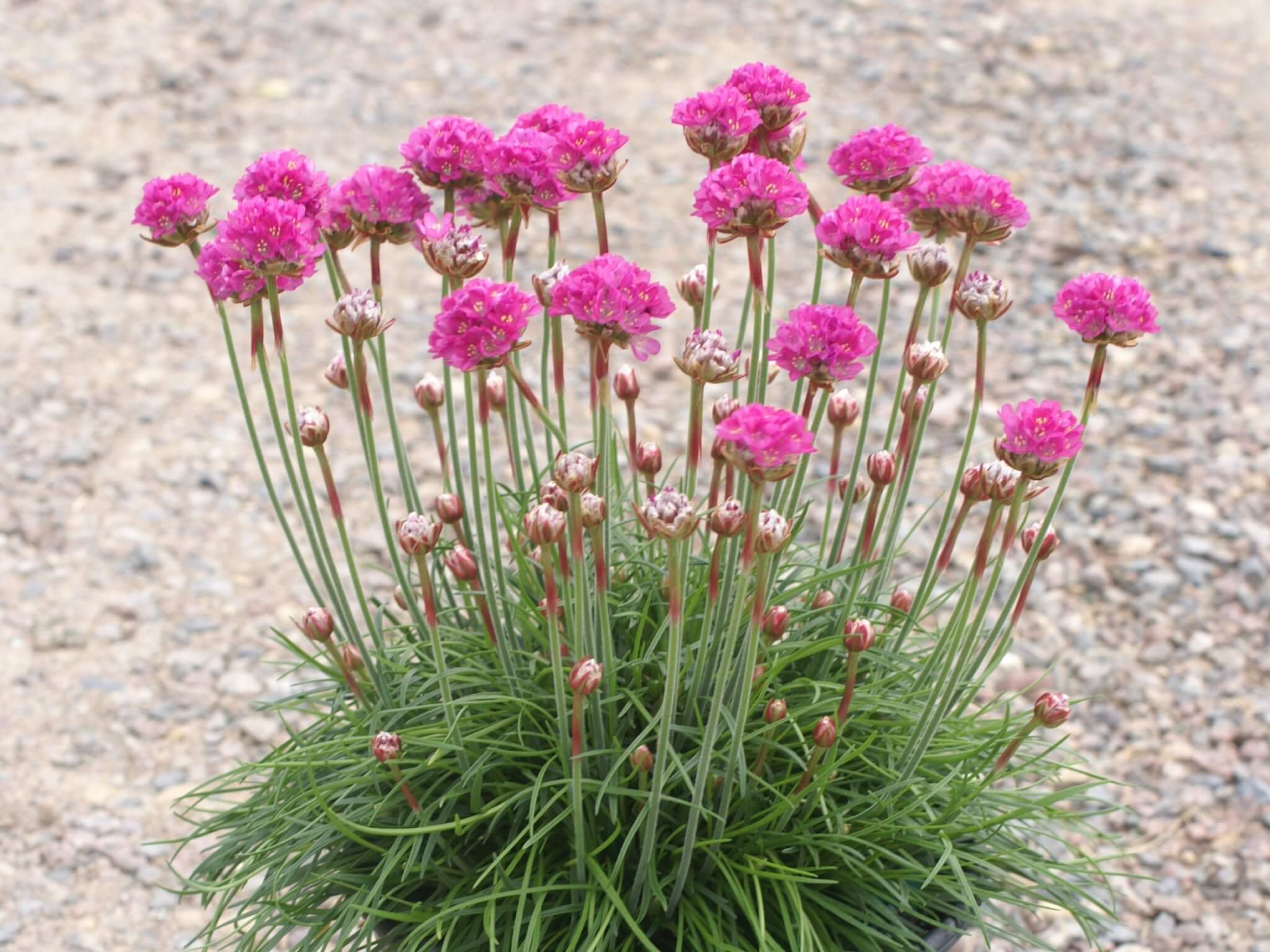 Sea Thrift, Pink