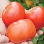 Tomato, Park's Whopper