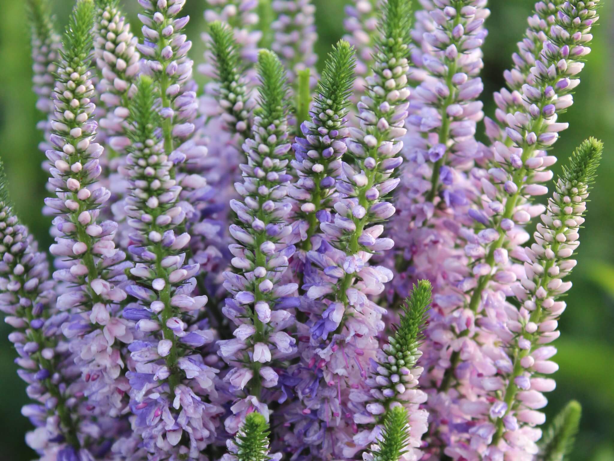 Veronica, Bicolor Explosion