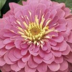 Zinnia, Magellan Pink