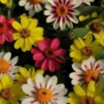 Zinnia, Zahara Raspberry Lemonade Mix