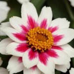 Zinnia, Zahara Starlight Rose