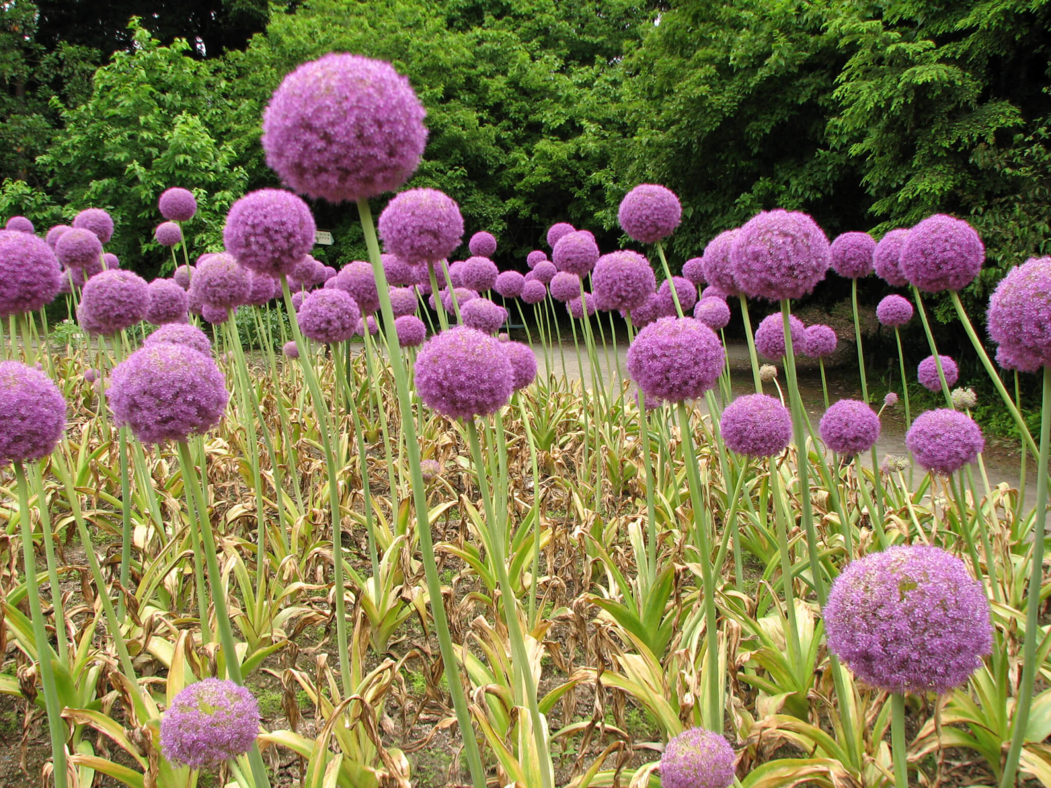 Allium, Giant Gladiator