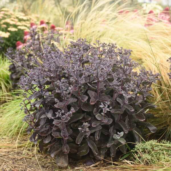 Sedum, Back in Black
