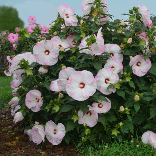 Hibiscus, Ballet Slippers