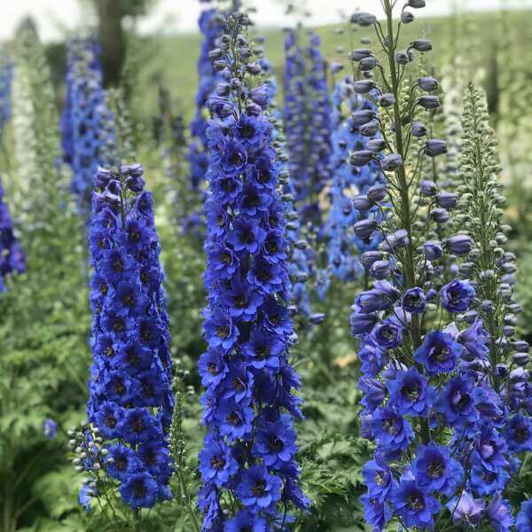 Delphinium, New Millenium Blue Buccaneers