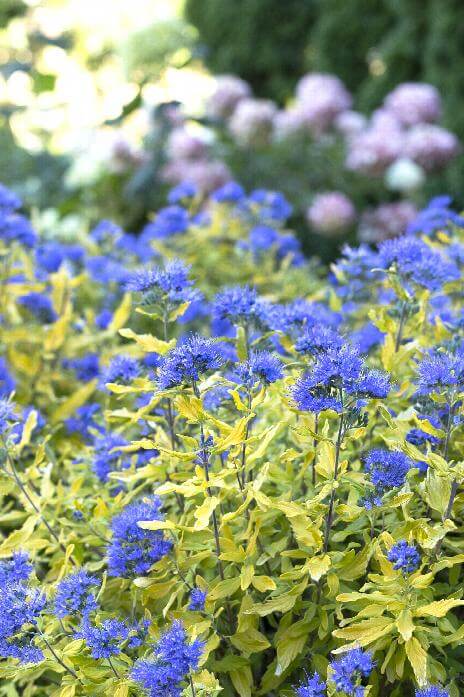Bluebeard, La Barbe Bleue