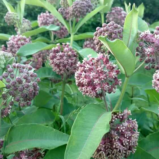 Milkweed, Common