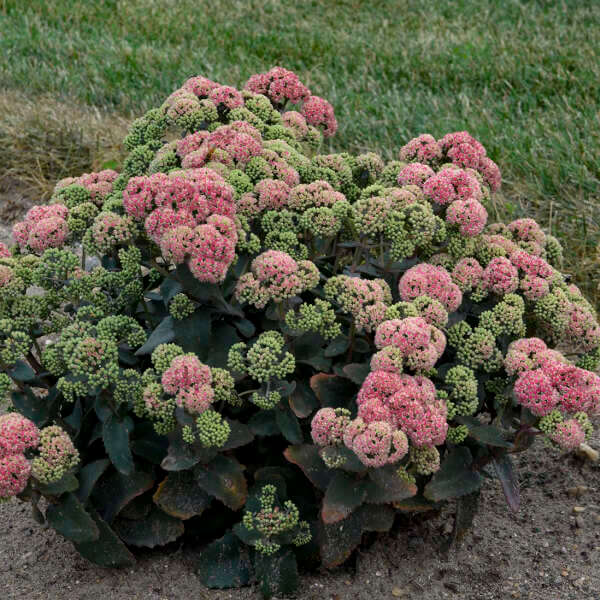 Sedum, Coraljade