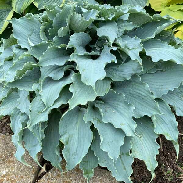 Hosta, Dancing with Dragons