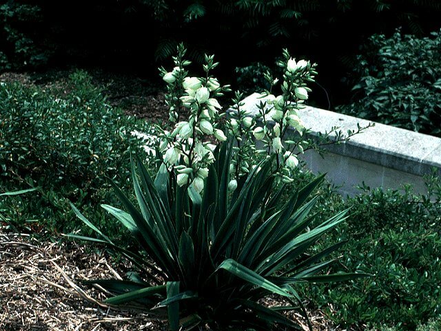 Yucca, Ivory Tower