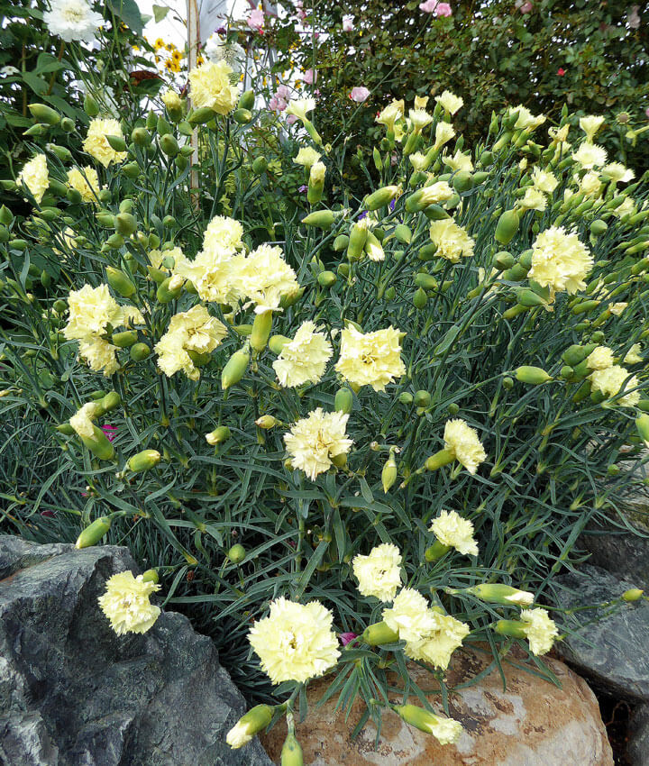 Dianthus, Hello Yellow