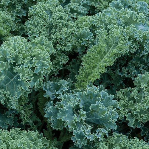 Kale, Dwarf Blue Curl