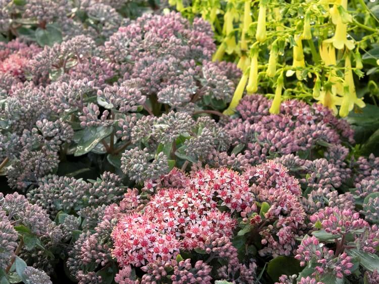 Sedum, Purple Crush