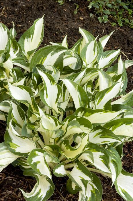 Hosta, Fire and Ice