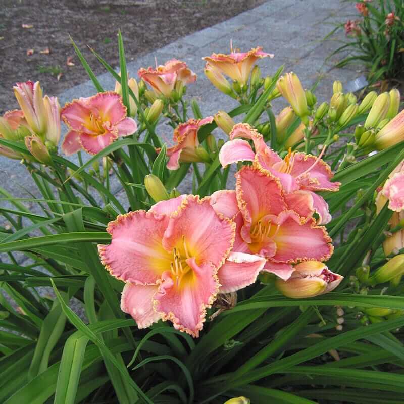 Daylily, Heavenly Pink Fang