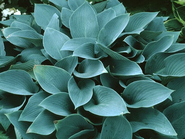 Hosta, Halcyon