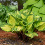 Hosta, Island Breeze