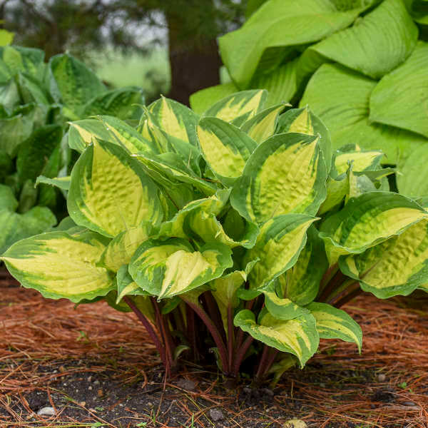 Hosta, Island Breeze