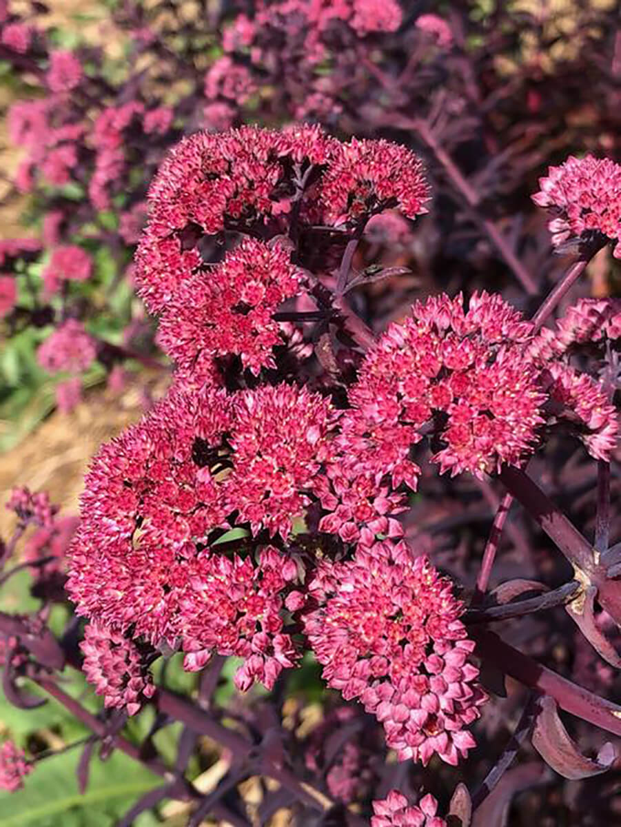 Sedum, Mojave Jewels Diamond